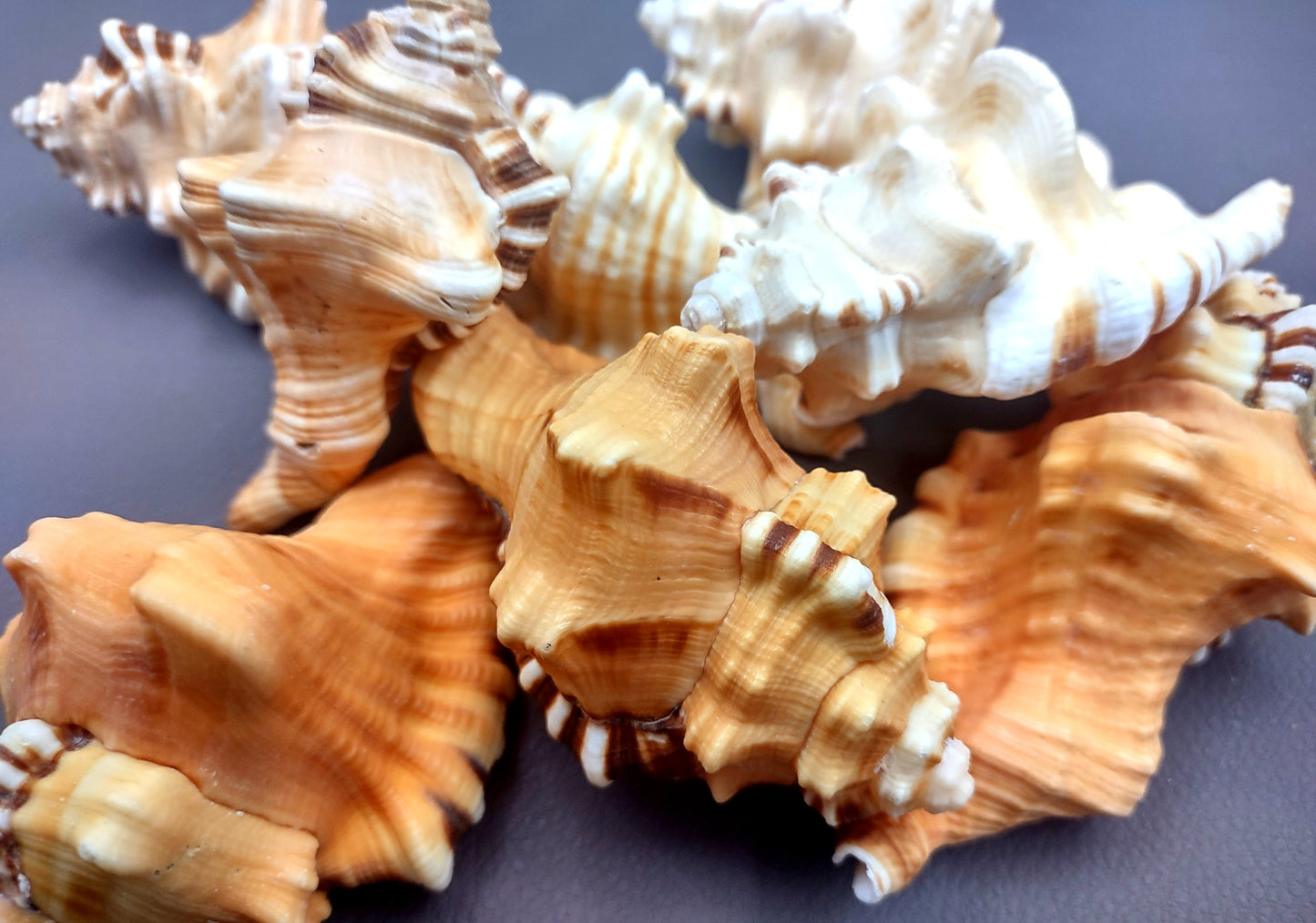 Perry's Triton Seashell Cymatium Peryii (1 shell approx. 3+ inches) Special shells for coastal crafting decor & collections!