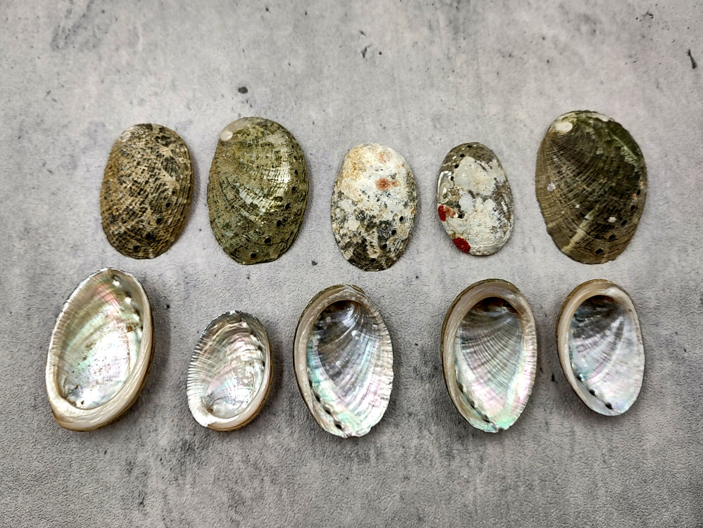 Mini Baby Abalone Green and Silver Seashells (Approx. half pound 85+ shells 1+ inch) Small shells ideal for jewelry art crafts & collecting! Grouping of brown and grey ocean-kissed abalone shells. Copy right 2024 SeaShellMart.com