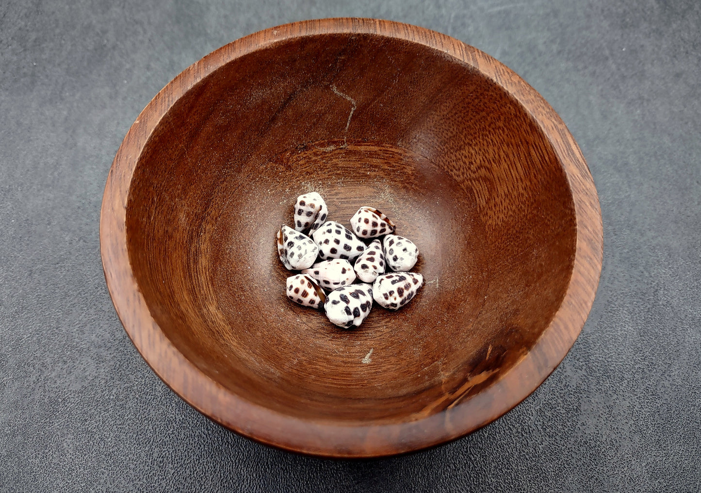 Photo of Extra Small Hebrew Cone Seashells Conus Ebraeus (5 shells approx. 0.25+ inches). Copyright 2024 SeashellSupply.com