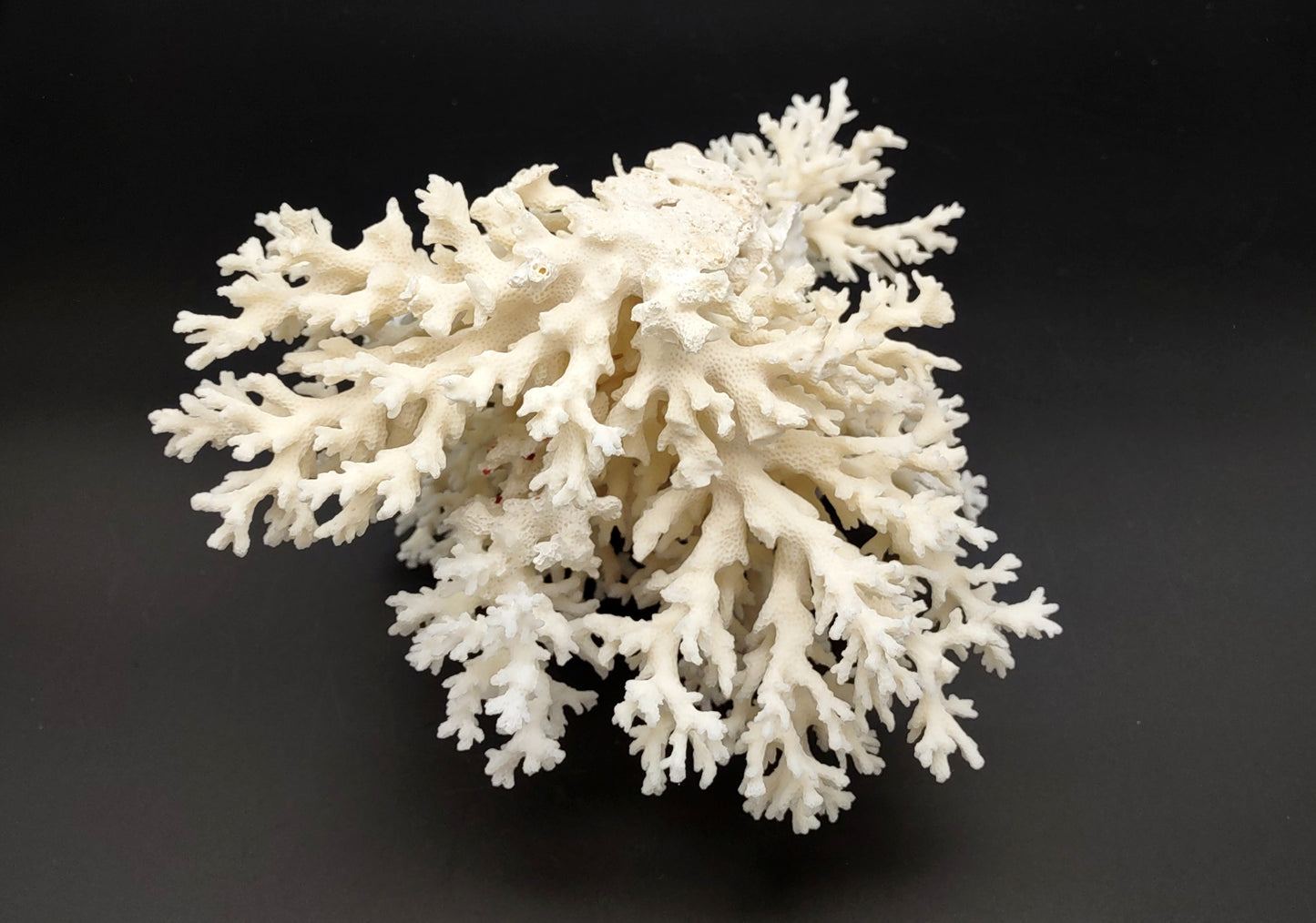 White Lace Coral Large Cluster Pocillopora Damicornis (1 coral approx. 9L x 5.5H X 8D inches) Unique Addition to Any Nautical Display!