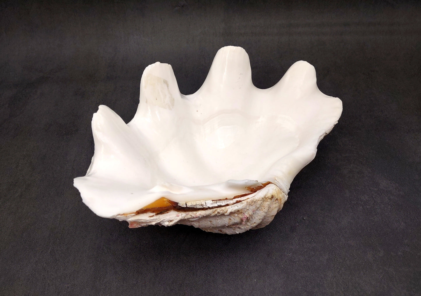 Giant Ruffled Clam Shell Half (1 half shell approx. 10.25L x 3.25H x 6.5D inches) Great rare clam shell for decor & display! Natural colored and weathered clam shell. Copyright 2024 SeaShellMart.com