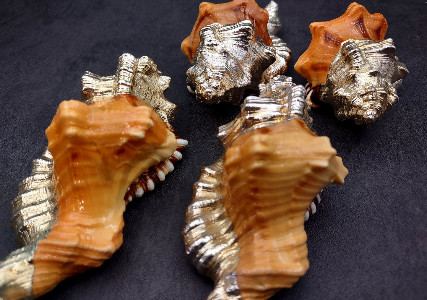 Silver-Plated Black Spotted Triton - Cymatium Latorium - (1 Shell approx. 3-5 inches) Real Triton shell decorated with silver decorative retro art deco! TE-704 Copyright 2024 SeaShellSupply.com