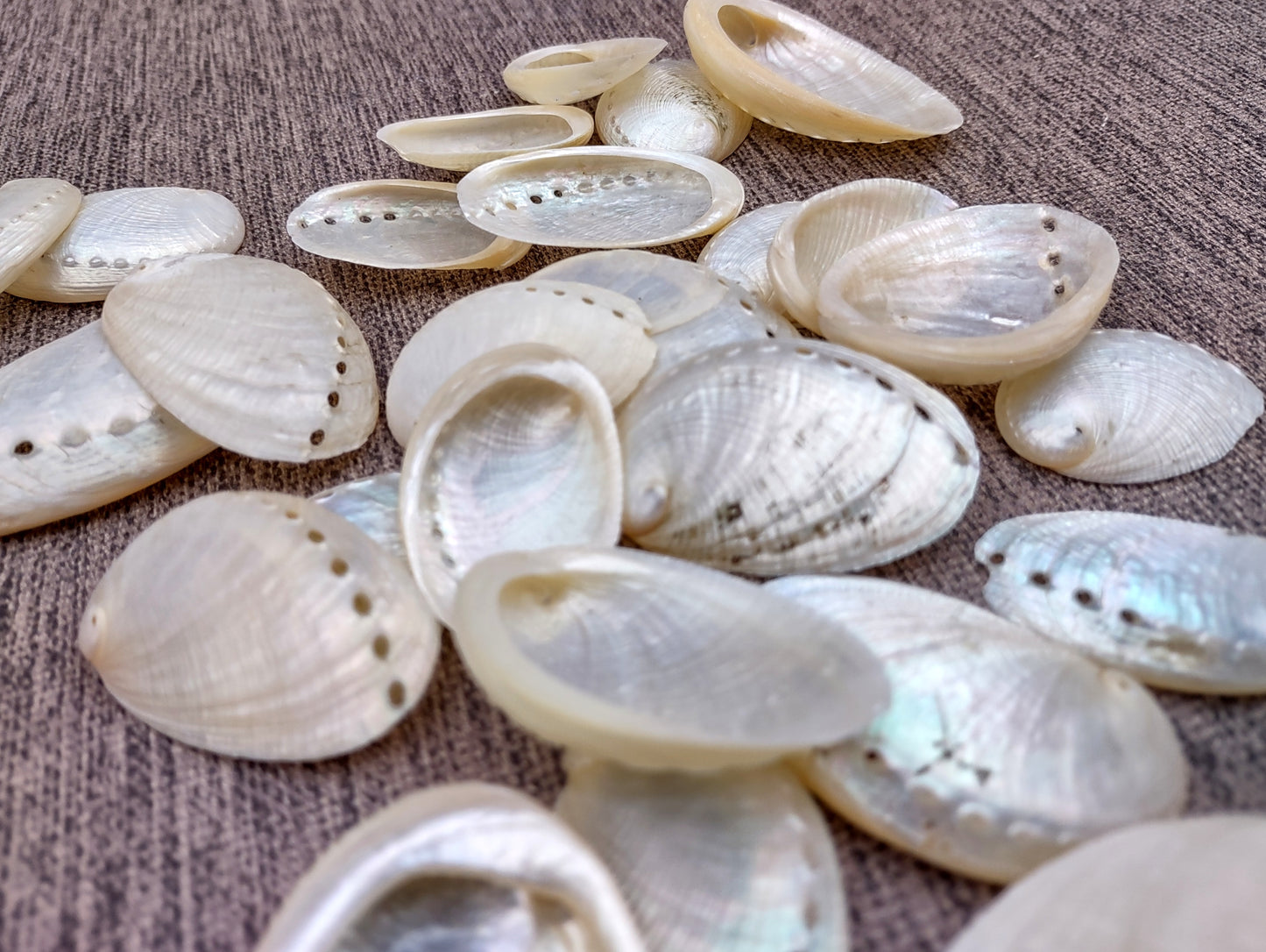 Pearlized Abalone Seashell (10 shells approx. 1-1.5 inches). multiple sand colored shells in pile. Copyright 2022 SeaShellSupply.com.