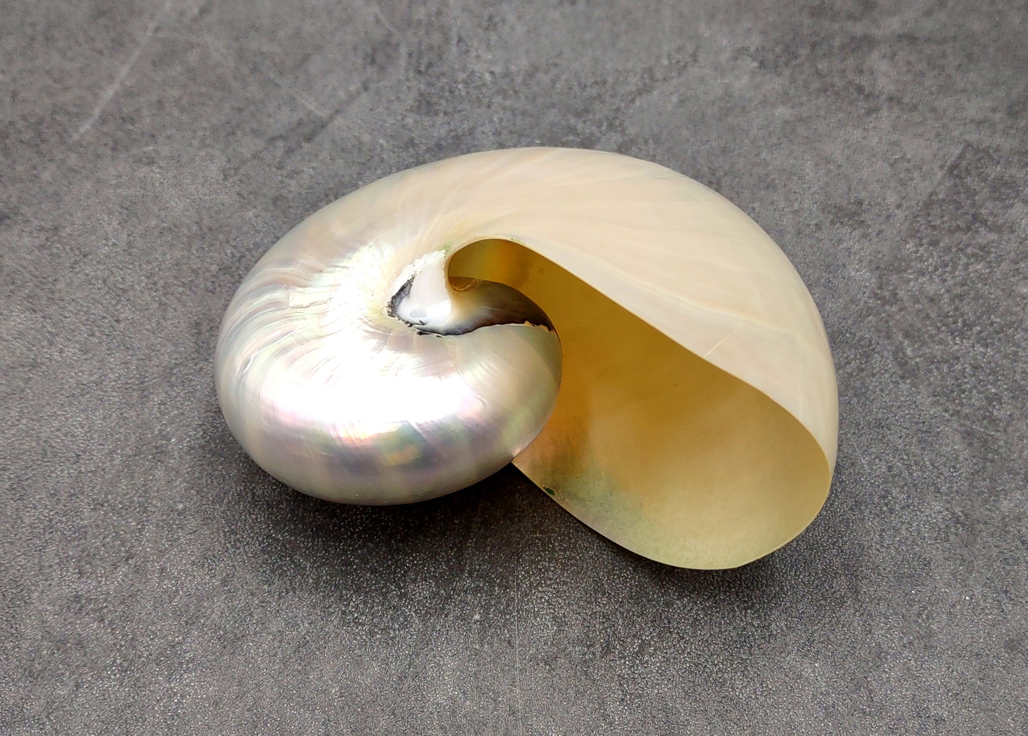 Pearlized Nautilus Seashell Polished Nautilus Pompilius (1 shell approx. 3+ inches) Pearlized Nautilus Shell for display decor & collecting!