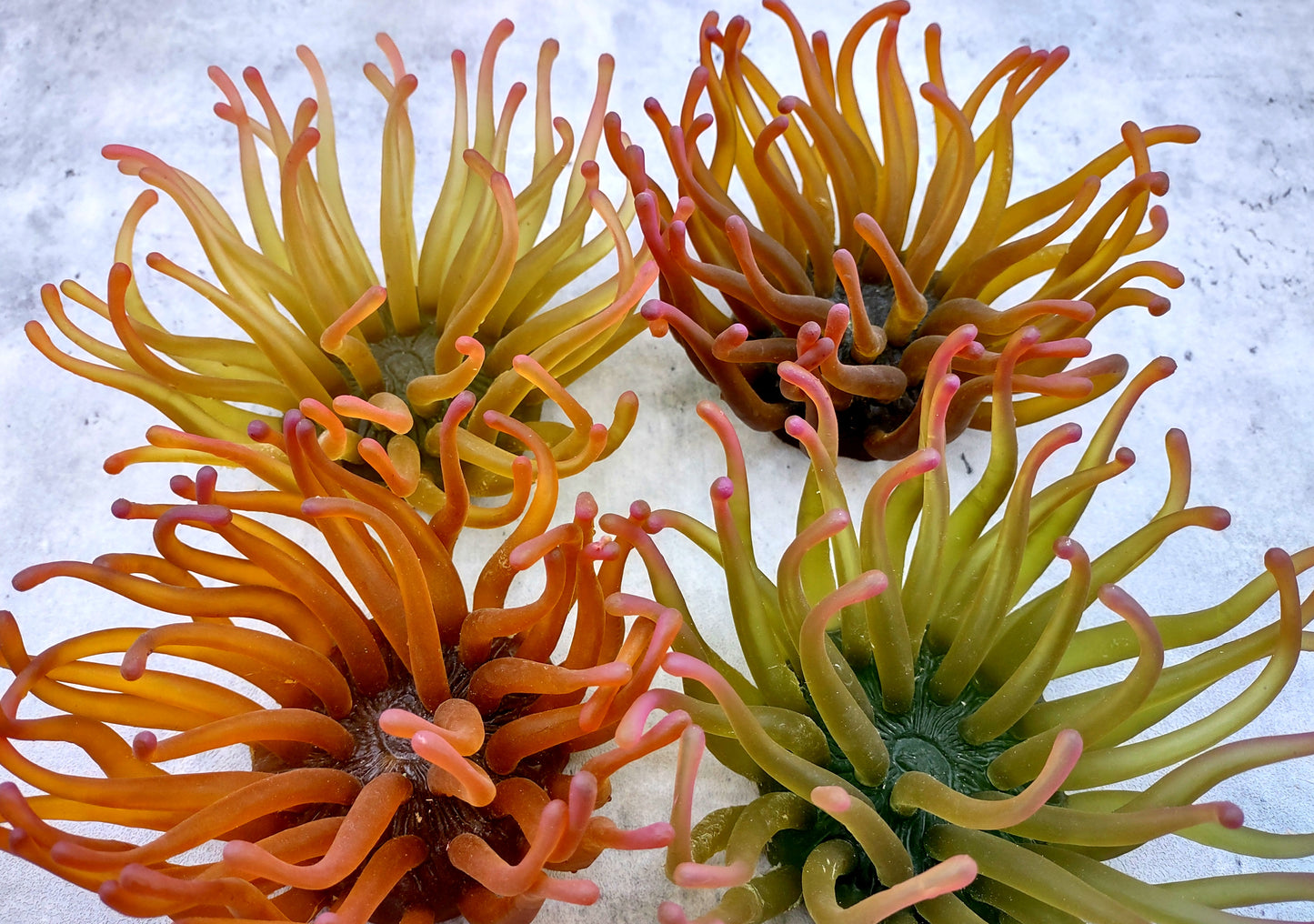 Aqua FAUX Anemone - Condylactis Gigantea - (1 FAUX Anemone approx. 5Wx4Dx5T inches). green ombre fake anemone with pink tipped tentacles. Copyright 2024 SeaShellSupply.com.