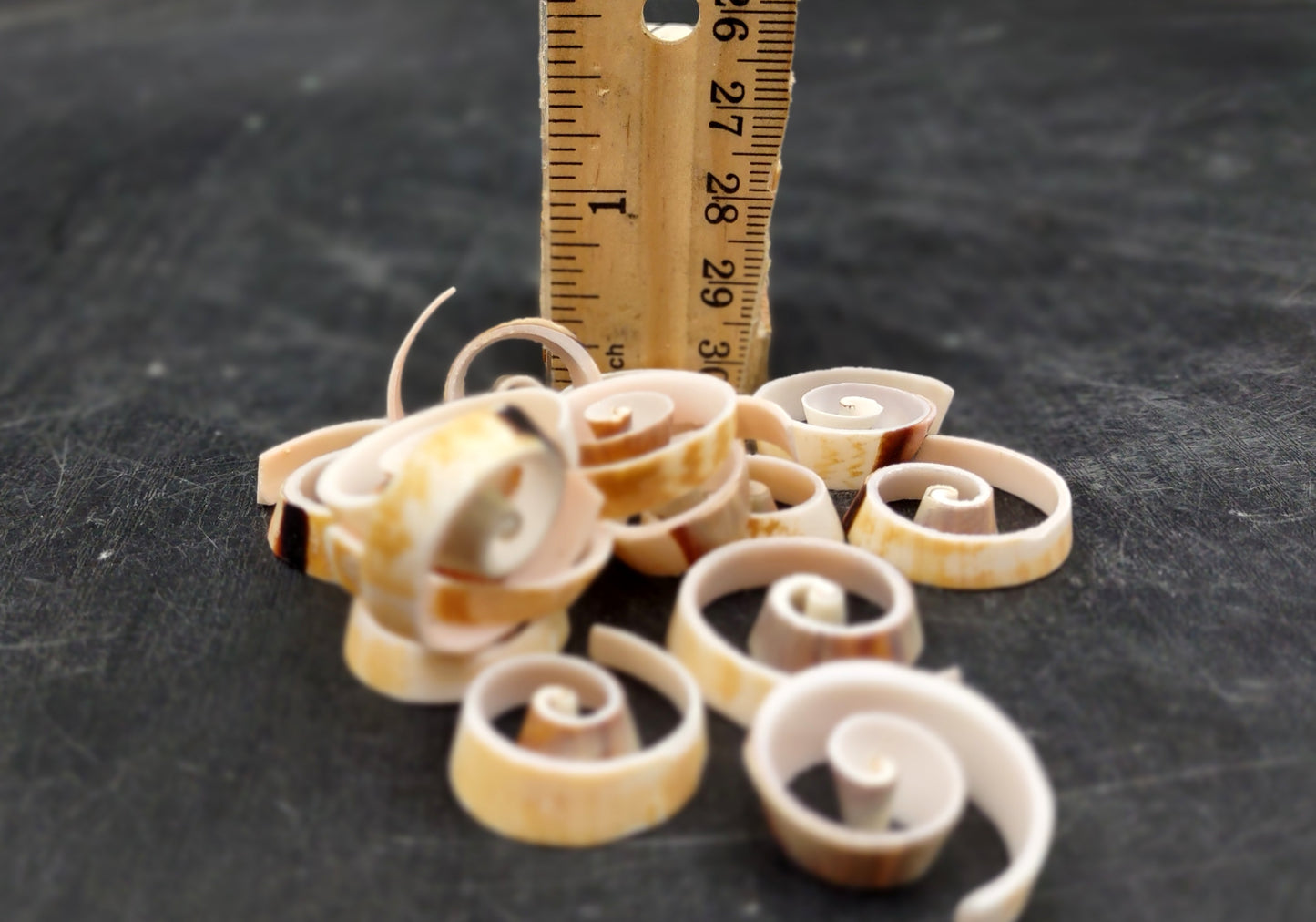 Swirl Cut Strombus Seashell Strombus Luhuanus (15 shell slices approx. .75+ inches) Copyright 2024 SeashellSupply.com