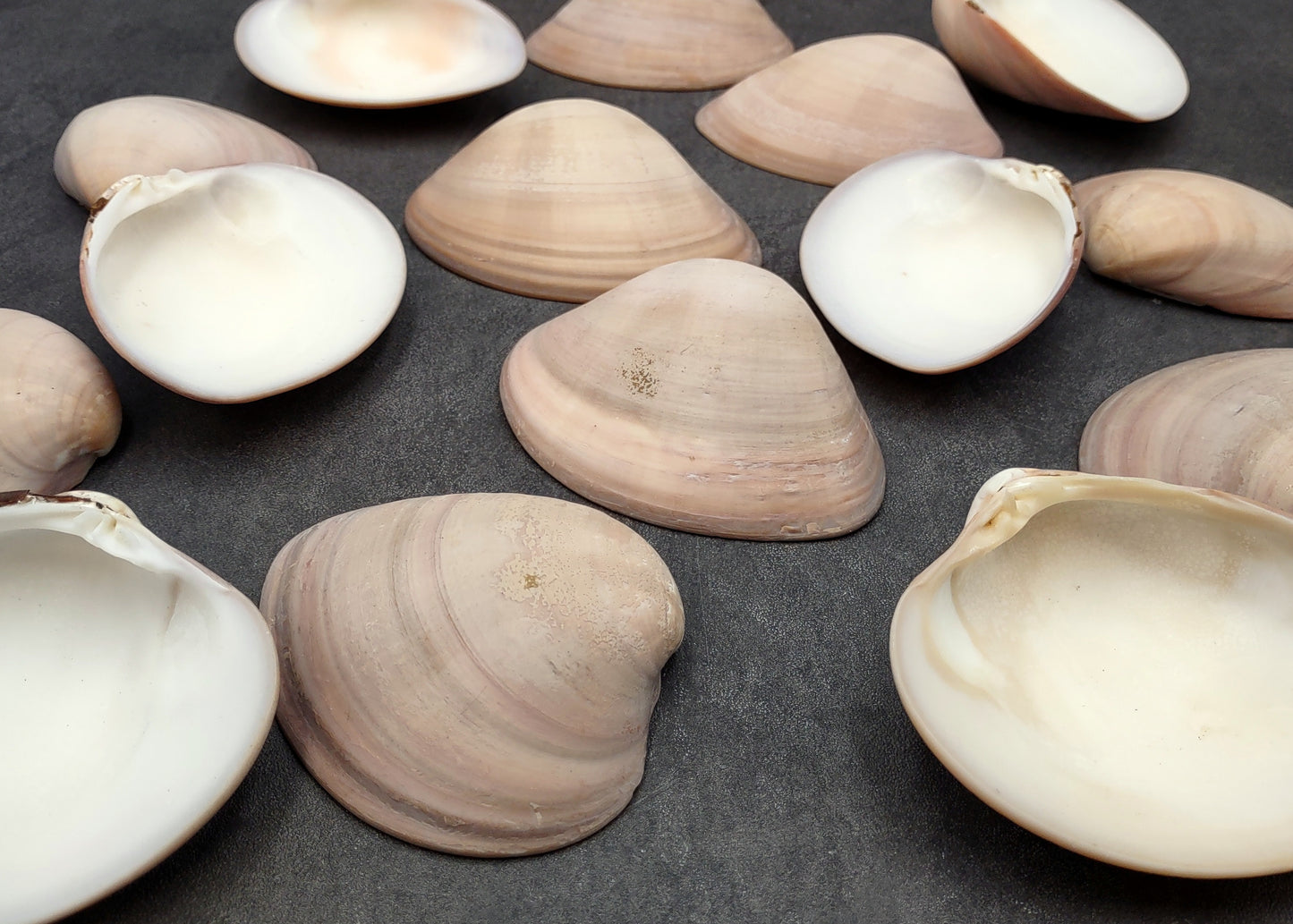 Mocha Clam Seashells Megapitaria Squalida (3 shells approx. 3+ inches) Clam shell great for display collecting & coastal crafting!