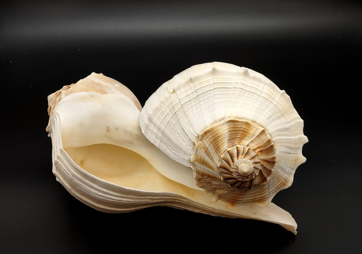 Left Handed Lightning Whelk Busycon Contrarium (1 shell approx. 10+ inches) Large shells for coastal crafting décor & collections!