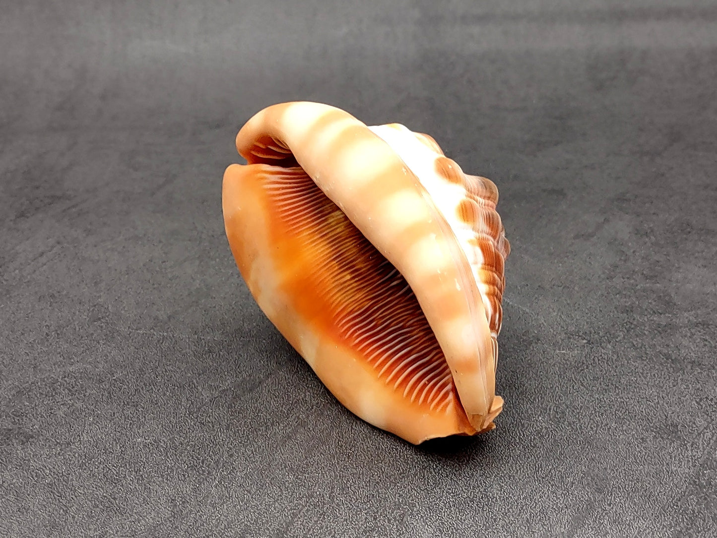 Baby Bull's Mouth Helmet Shell (3-4") - Cassis Rufa