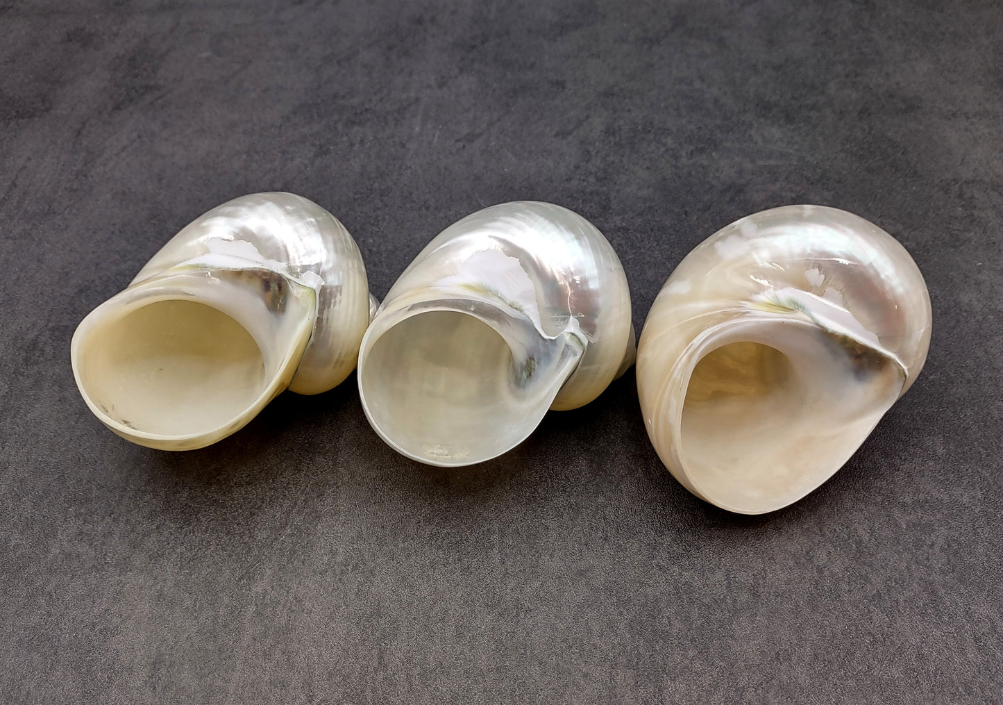 Pearlized Jade Turbo Shell Turbo Burgessi (1 shell approx. 3.5+ inches) Special shells for coastal crafting decor & collections!