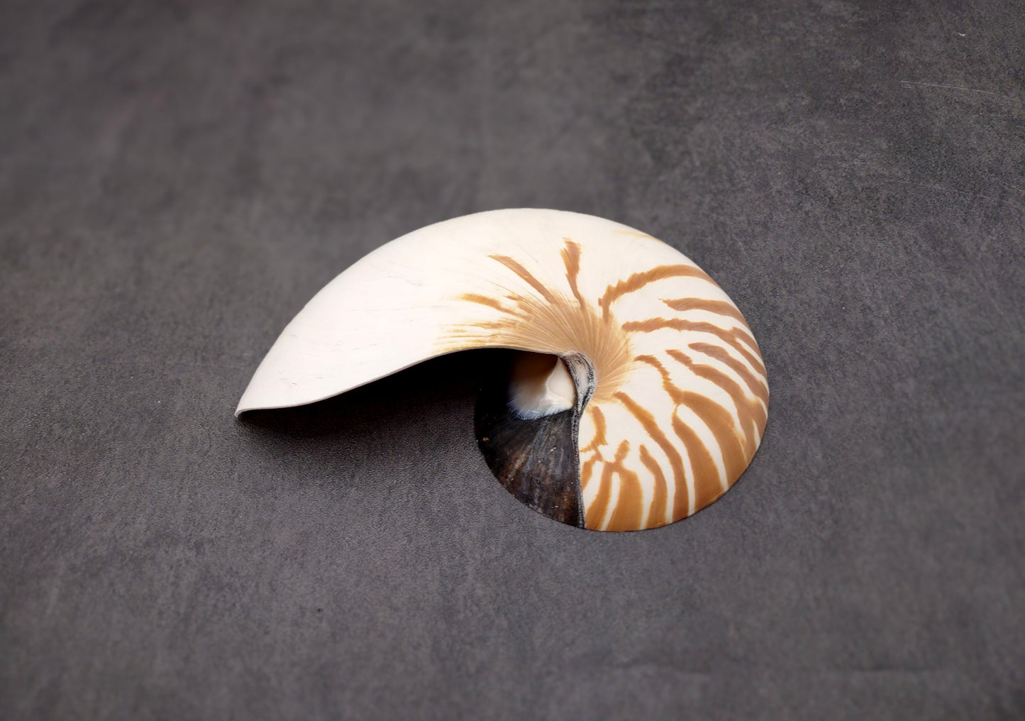 Natural Nautilus Seashell Left Cut Single Half Nautilus Pompilius (1 HALF shell approx. 7+ inches) Shells for coastal decor & collections!