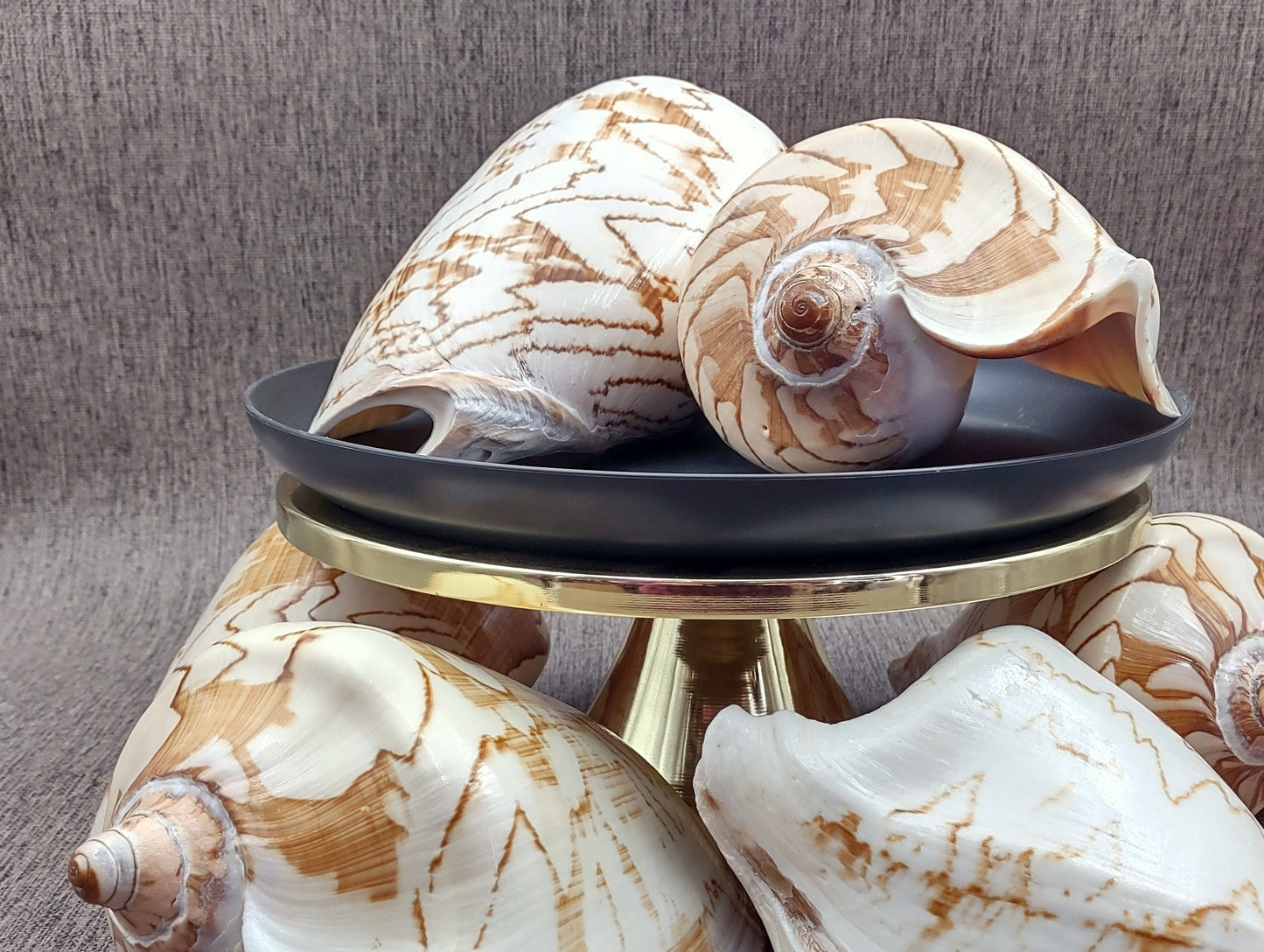 Noble Volute Seashell Voluta Nobilis (1 shell approx. 6+ inches) Perfect shells for coastal crafting decor & collections! One white shell with different tan designs on it and a wide opening. Copyright 2022 SeaShellSupply.com.