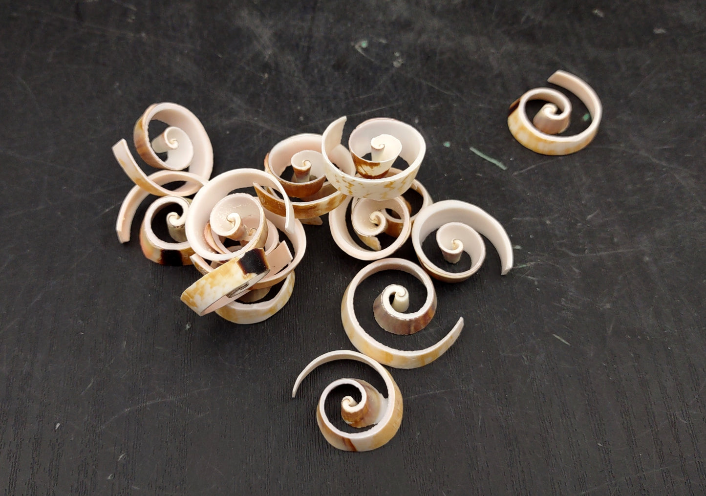 Swirl Cut Strombus Seashell Strombus Luhuanus (15 shell slices approx. .75+ inches) Copyright 2024 SeashellSupply.com
