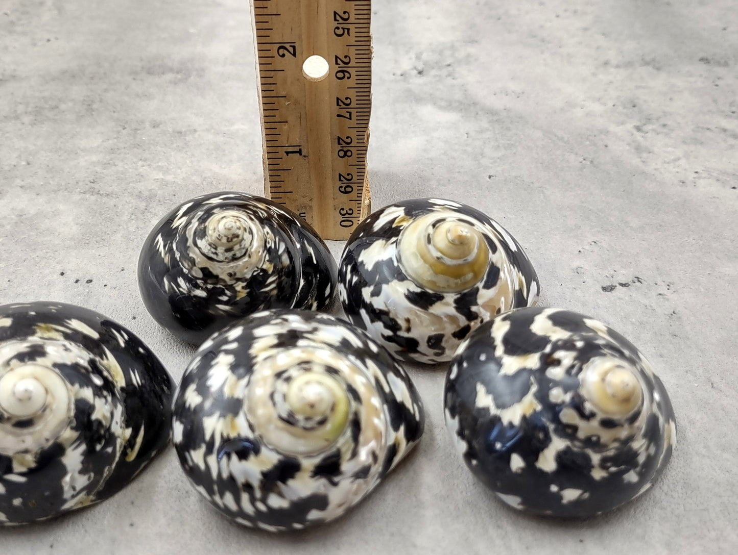 West Indian Top Polished Seashell or Magpie Striped Shell Cittarium Pica (1 shell approx. 2+ inches) Natural Sea Shell for Arts & Crafts!
