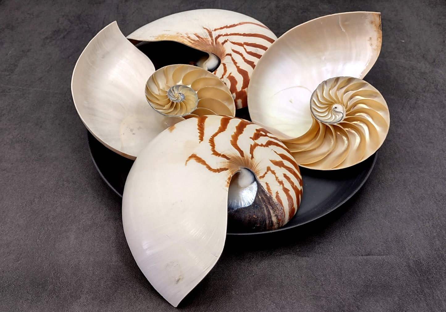 Natural Nautilus Seashell Left Cut Single Half Nautilus Pompilius (1 HALF shell approx. 7+ inches) Shells for coastal decor & collections!