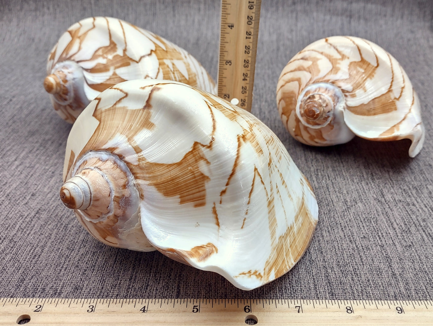 Noble Volute Seashell Voluta Nobilis (1 shell approx. 6+ inches) Perfect shells for coastal crafting decor & collections! One white shell with different tan designs on it and a wide opening. Copyright 2022 SeaShellSupply.com.
