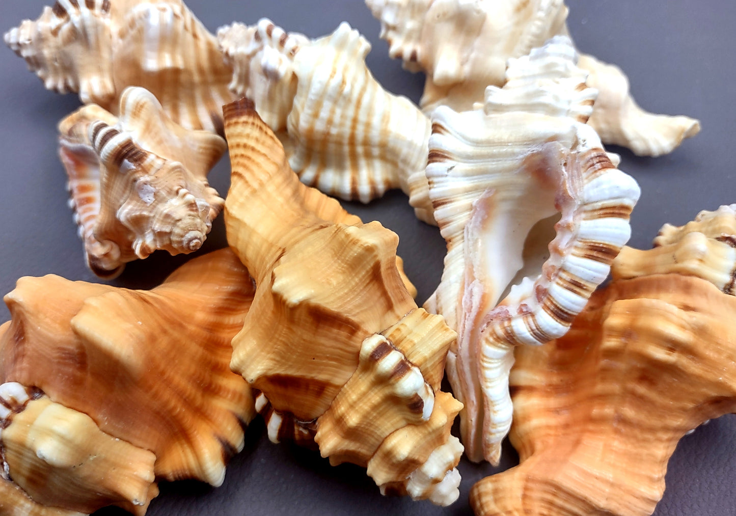 Perry's Triton Seashell Cymatium Peryii (1 shell approx. 3+ inches) Special shells for coastal crafting decor & collections!