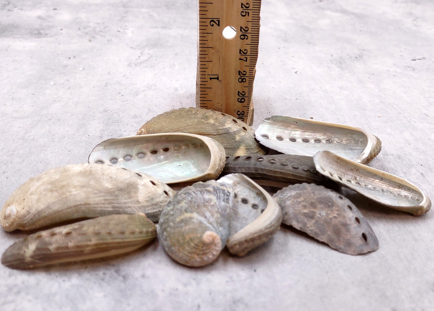 Natural Mule Ear Abalone Seashell Haliotis Asiana (10 shells approx. 1.5+ inches) Brown Green Silver Shells for crafts arts & jewelry!