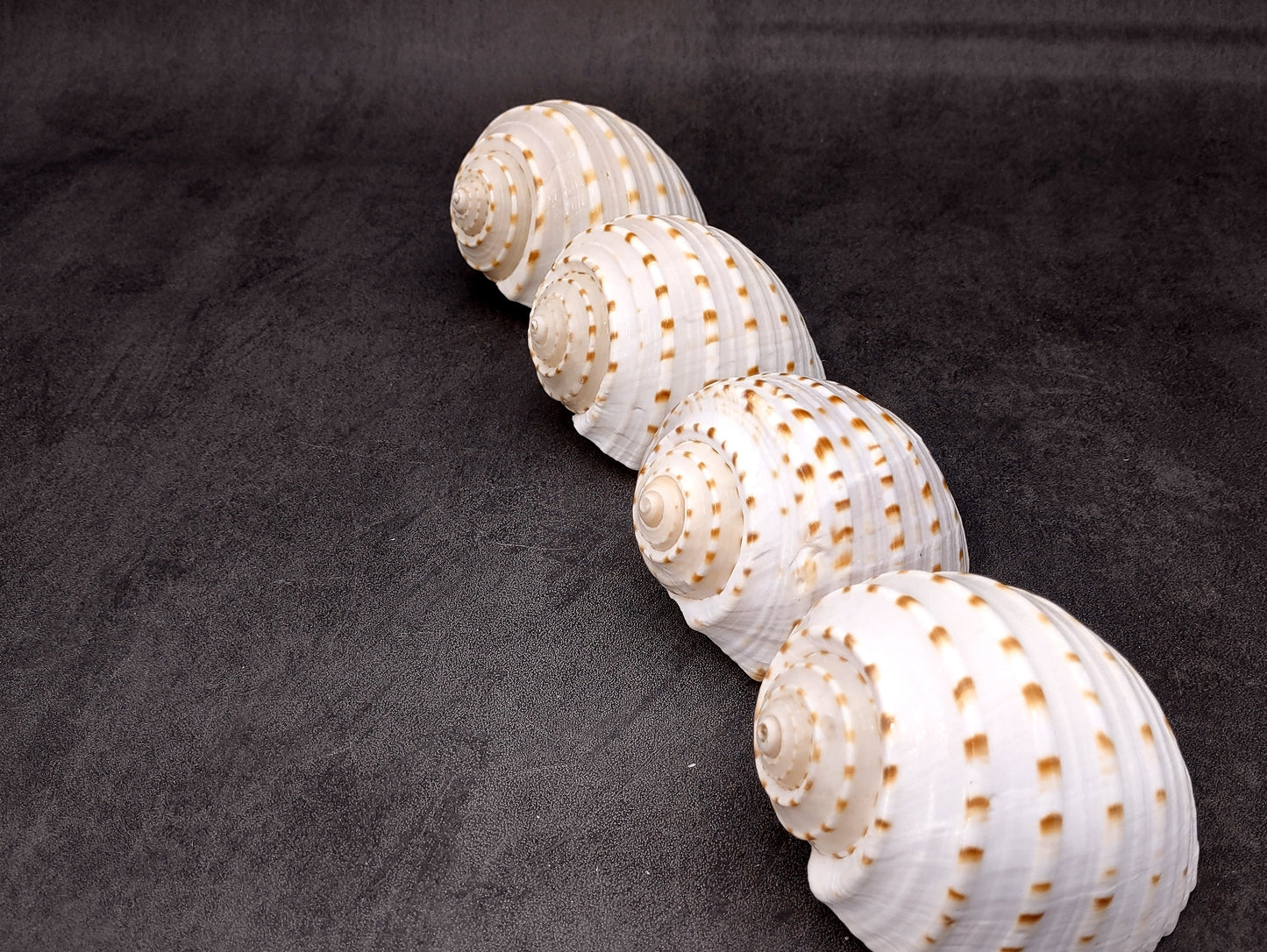 Spotted Tonna Seashells Tonna Tessalata (2 shells approx. 3+ inches) Perfect shells for coastal crafting décor & collections! Spotted white shells with tan dots and a spiral pattern. Copyright 2024 SeaShellSupply.com