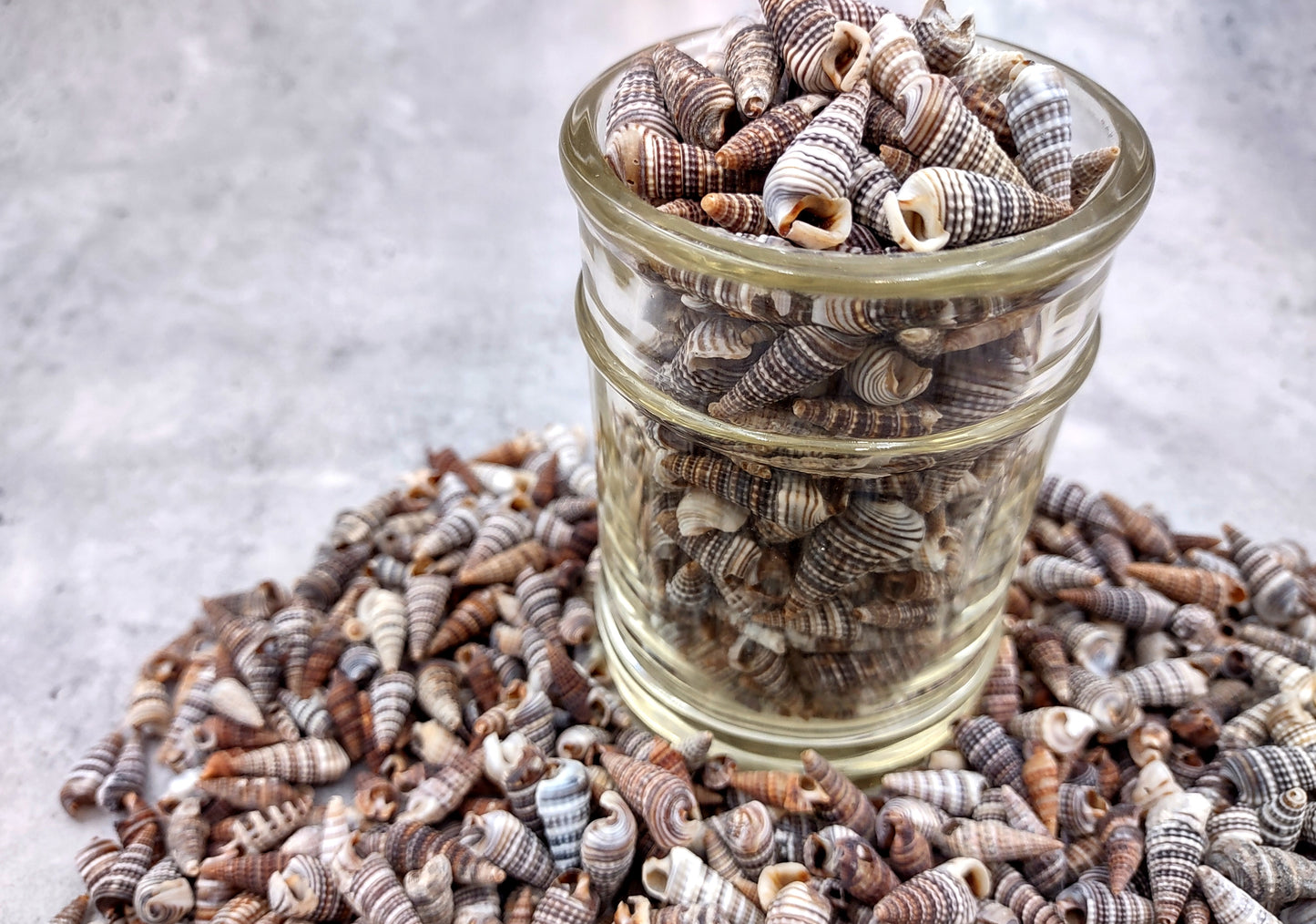 Cerithium Molniferus Seashells (approx. 190-200 pcs.). Multiple striped cone shaped shells in pile. Copyright 2024 SeaShellSupply.com.