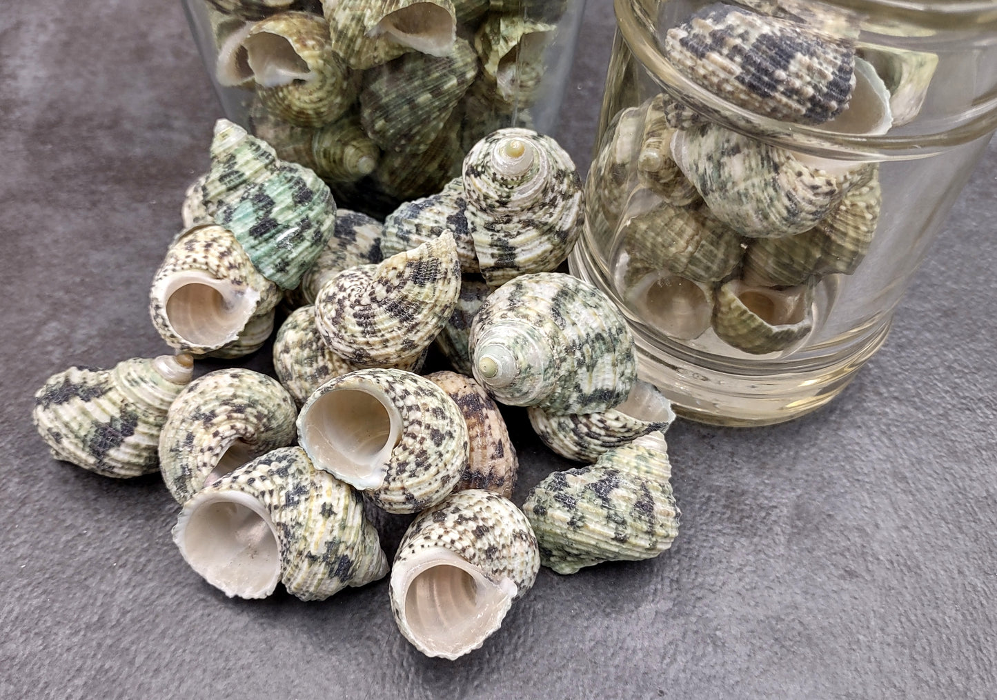 Jade Green Turbo Seashells - Turbo Brunneus - (10 shells approx. 1-2 inches). Pile of multiple shaded spiral turquoise shells. Copyright 2022 SeaShellSupply.com.