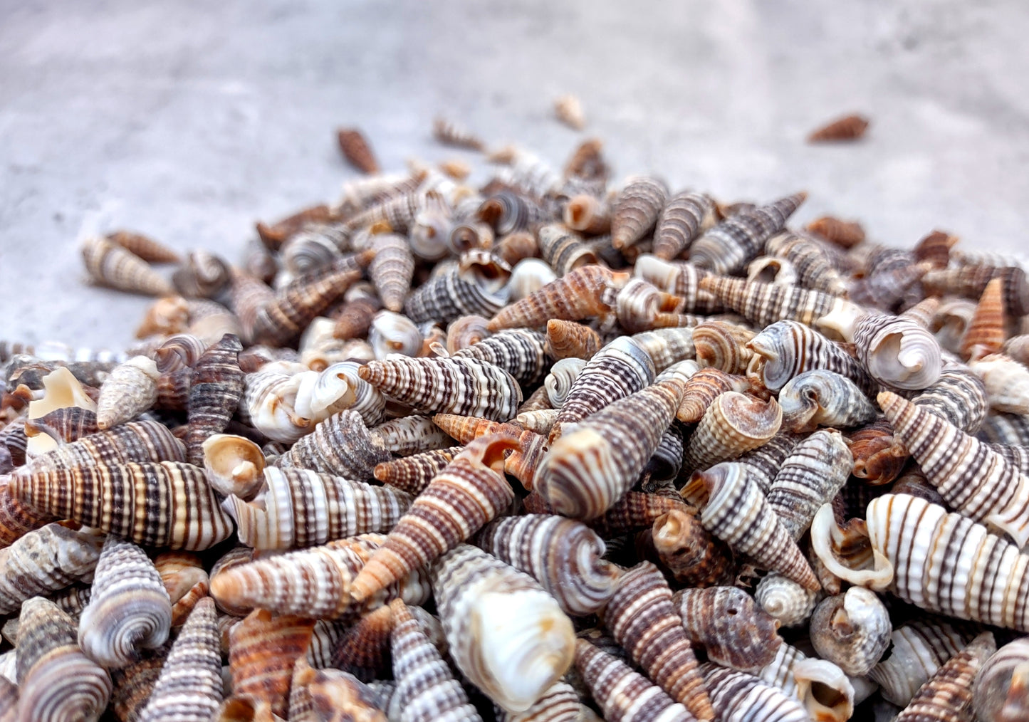 Cerithium Molniferus Seashells (approx. 190-200 pcs.). Multiple striped cone shaped shells in pile. Copyright 2024 SeaShellSupply.com.