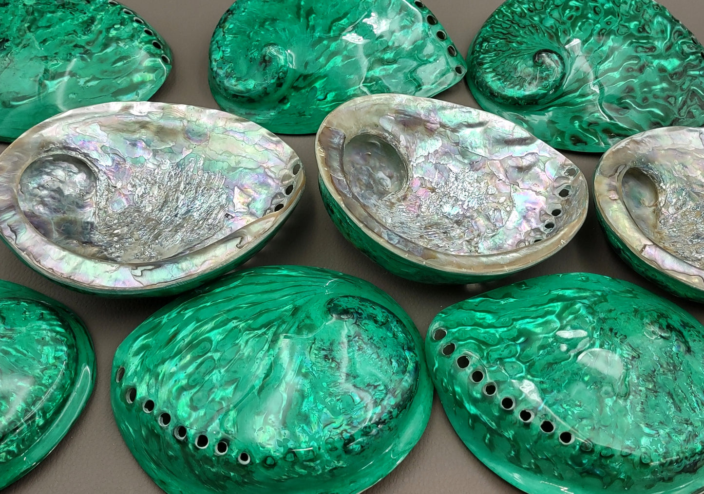 Polished Green Midas Abalone - Haliotis Midae - (1 shell approx. 5-6 inches). One pretty flat multi shaded green wide shell. Copyright 2022 SeaShellSupply.com.