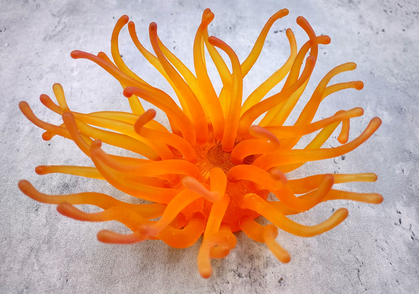 Orange FAUX Anemone - Condylactis Gigantea - (1 FAUX Anemone, Approx. 6Wx3Dx6T). Long armed orange to yellow ombre anemone with a round base. Copyright 2024 SeaShellSupply.com.