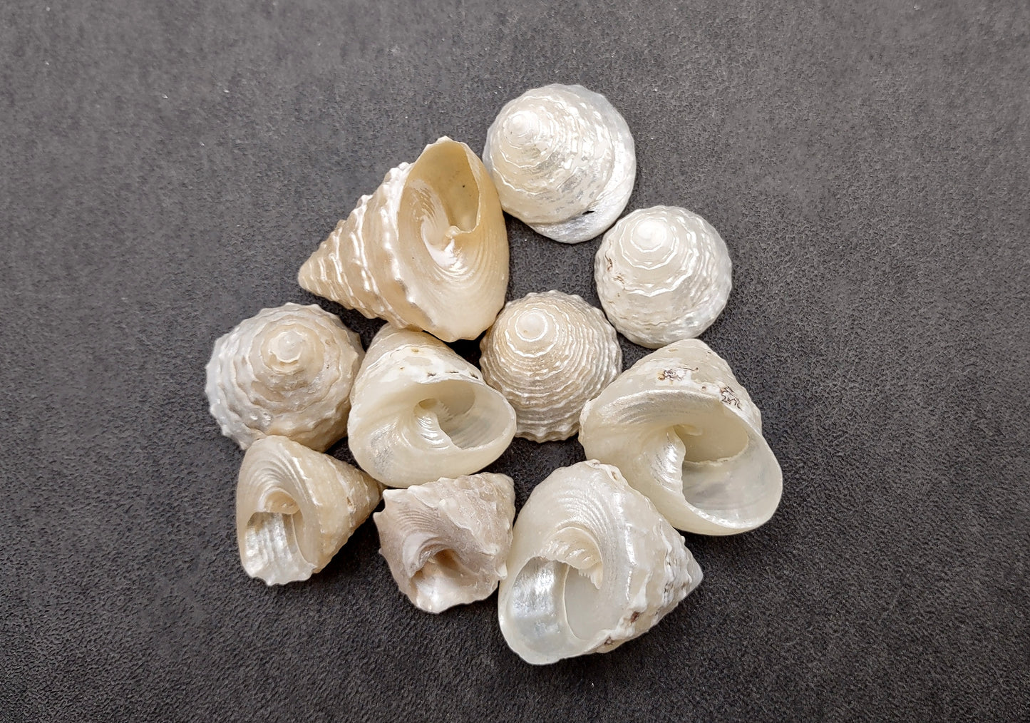 Pearlized Trochus Seashell Trochus Niloticus (10 shells approx. 0.75+ inch) Neat shells for coastal crafting décor & collections!