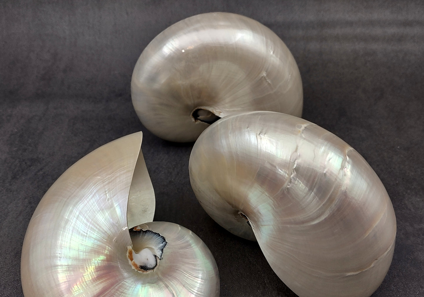 Pearlized Nautilus Seashell Polished Nautilus Pompilius (1 shell approx. 5+ inches) Great shells for coastal crafting decor & collections!