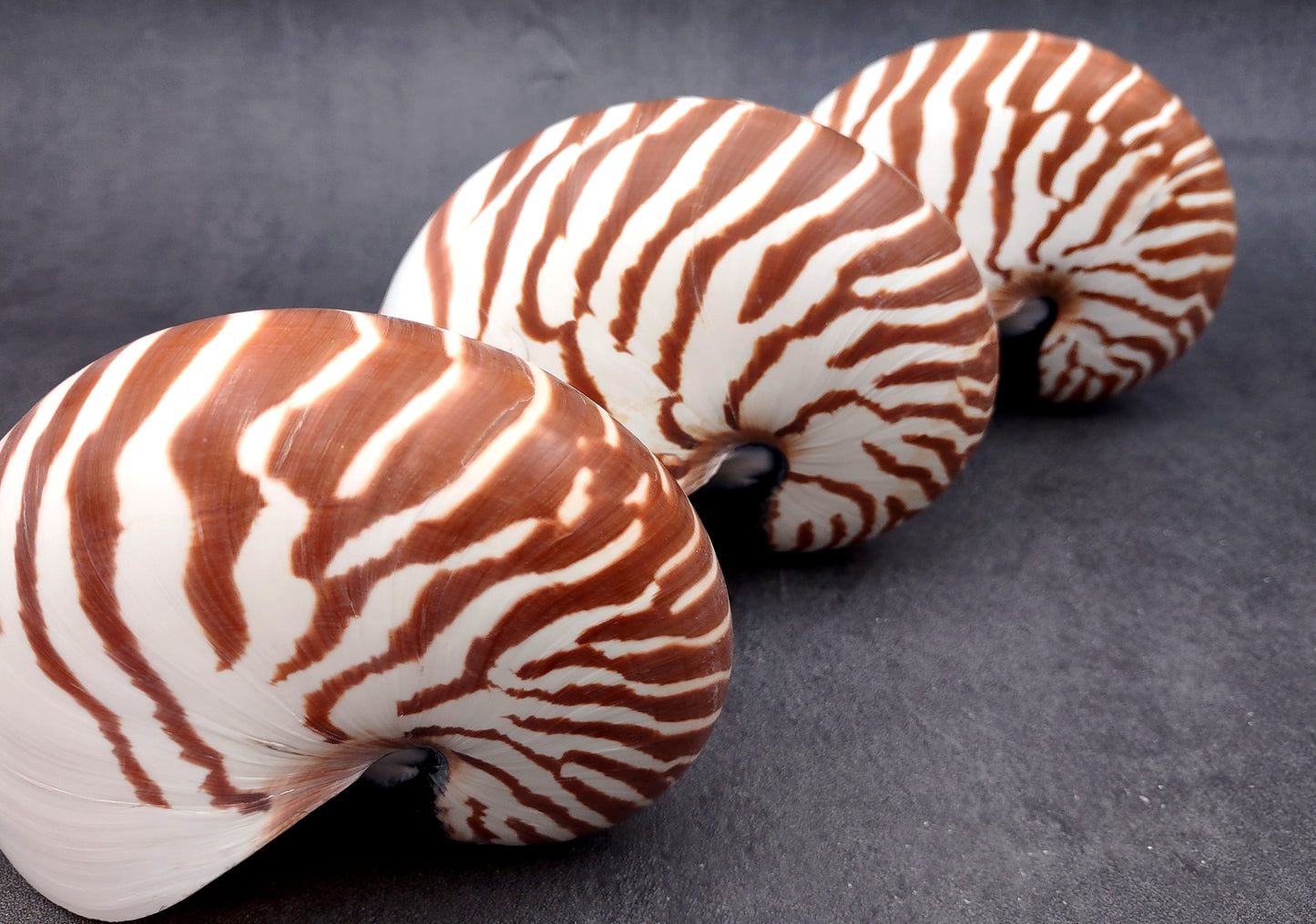 Natural Nautilus Seashell (5-6") - Nautilus Pompilius