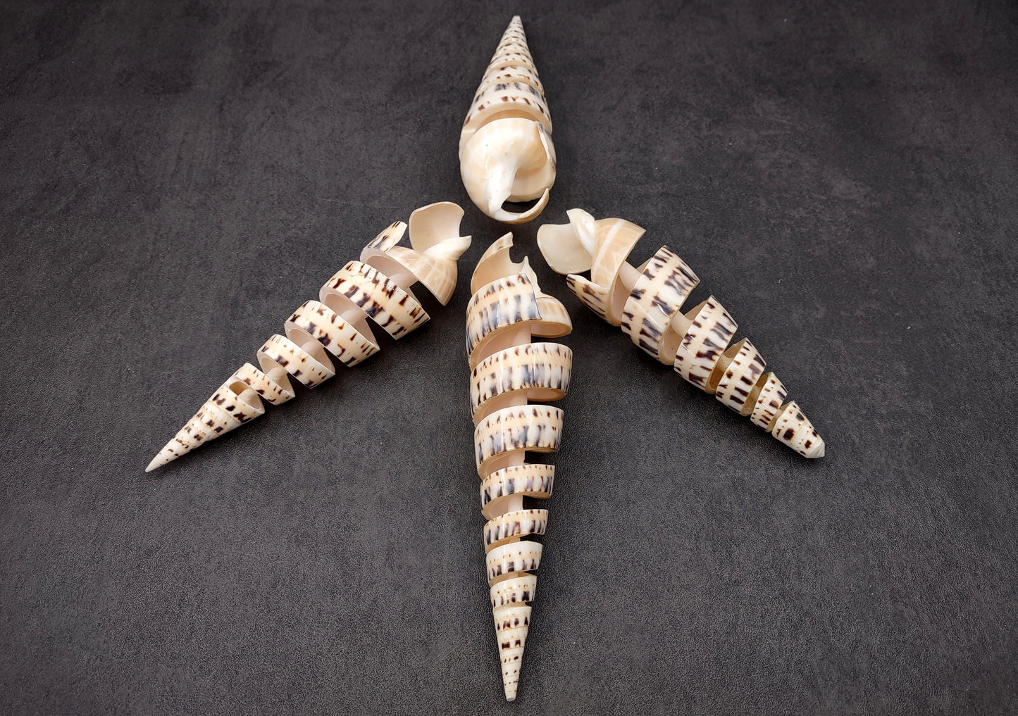 Spiral Cut Marlinspike Auger (4-5 inches) - Terebra Maculata. One white, black, and tan spiral shell with cut outs following the spiral but also showing the main mast. Copyright 2024 SeaShellSupply.com.