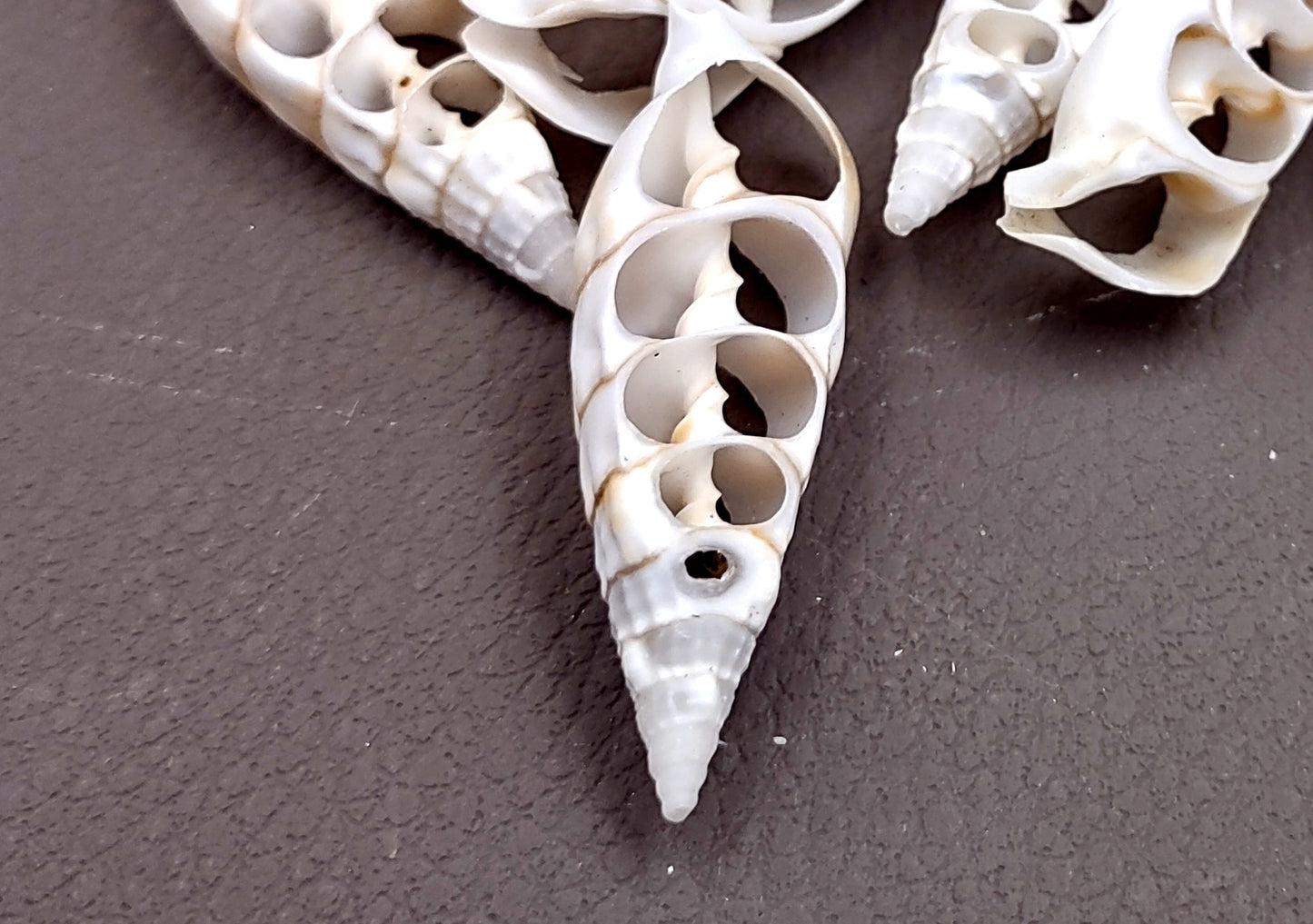 Cerithium Sliced/Center Cut Seashells (10 pcs.). White ribbed shells showing the inner cavities. Copyright 2024 SeaShellSupply.com.
