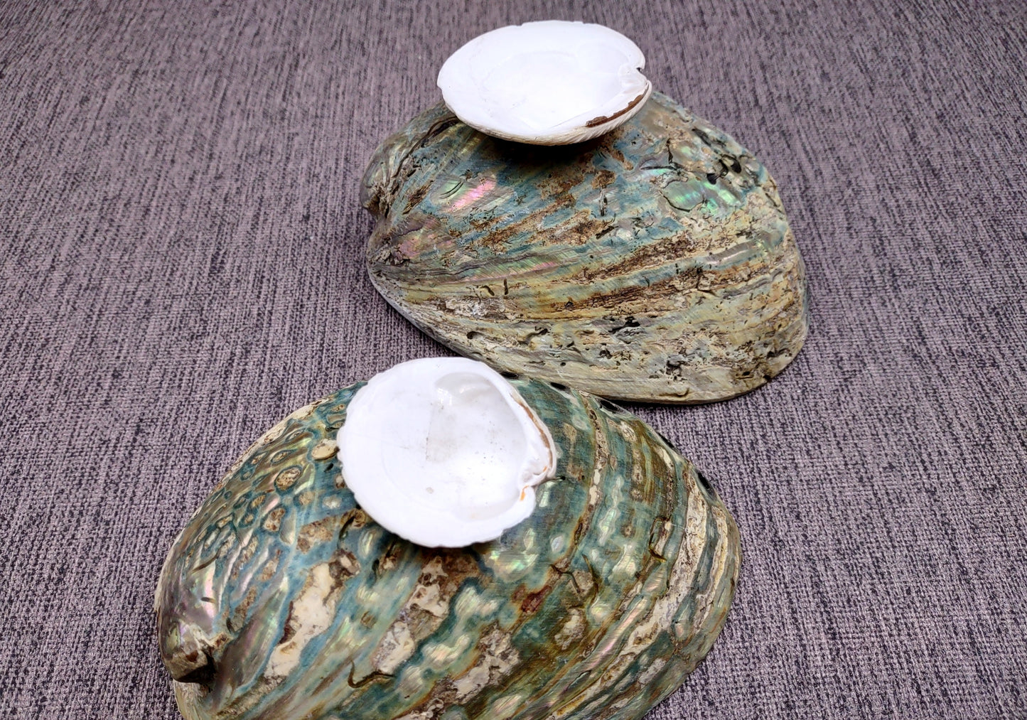Paua Abalone Seashell Dish with Stand (1 shell approx. 5-5.5+ inches) Copyright 2024 SeashellSupply.com