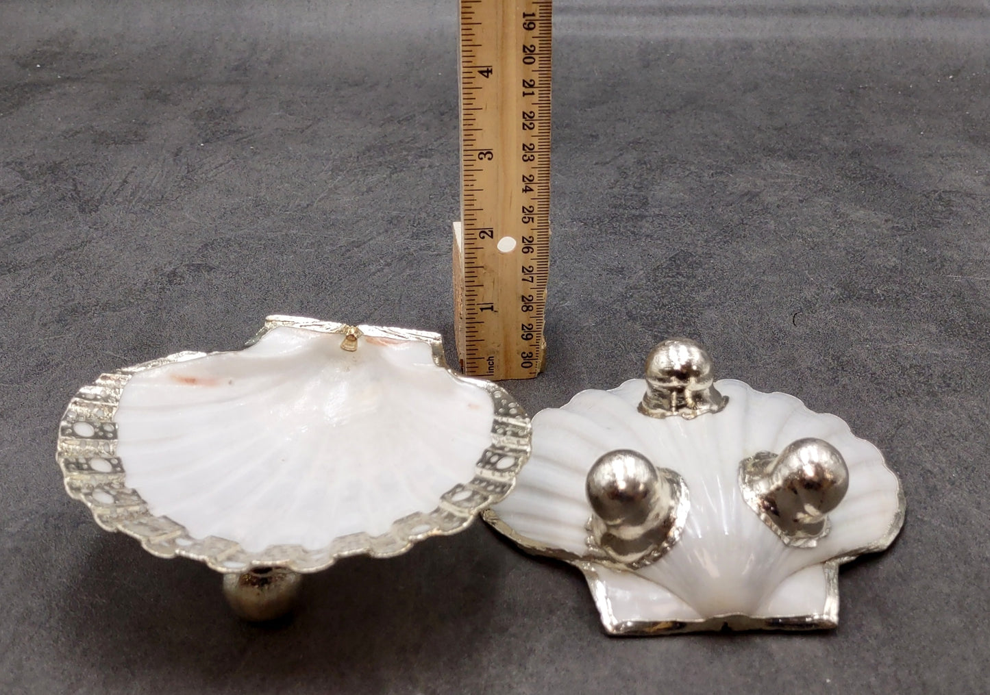 Silver Edged Scallop Seashell Dish Pecten Maximus (1 dish approx. 4.5+ inches) CIRCLE PATTERN scallop shell dish for a coastal home!