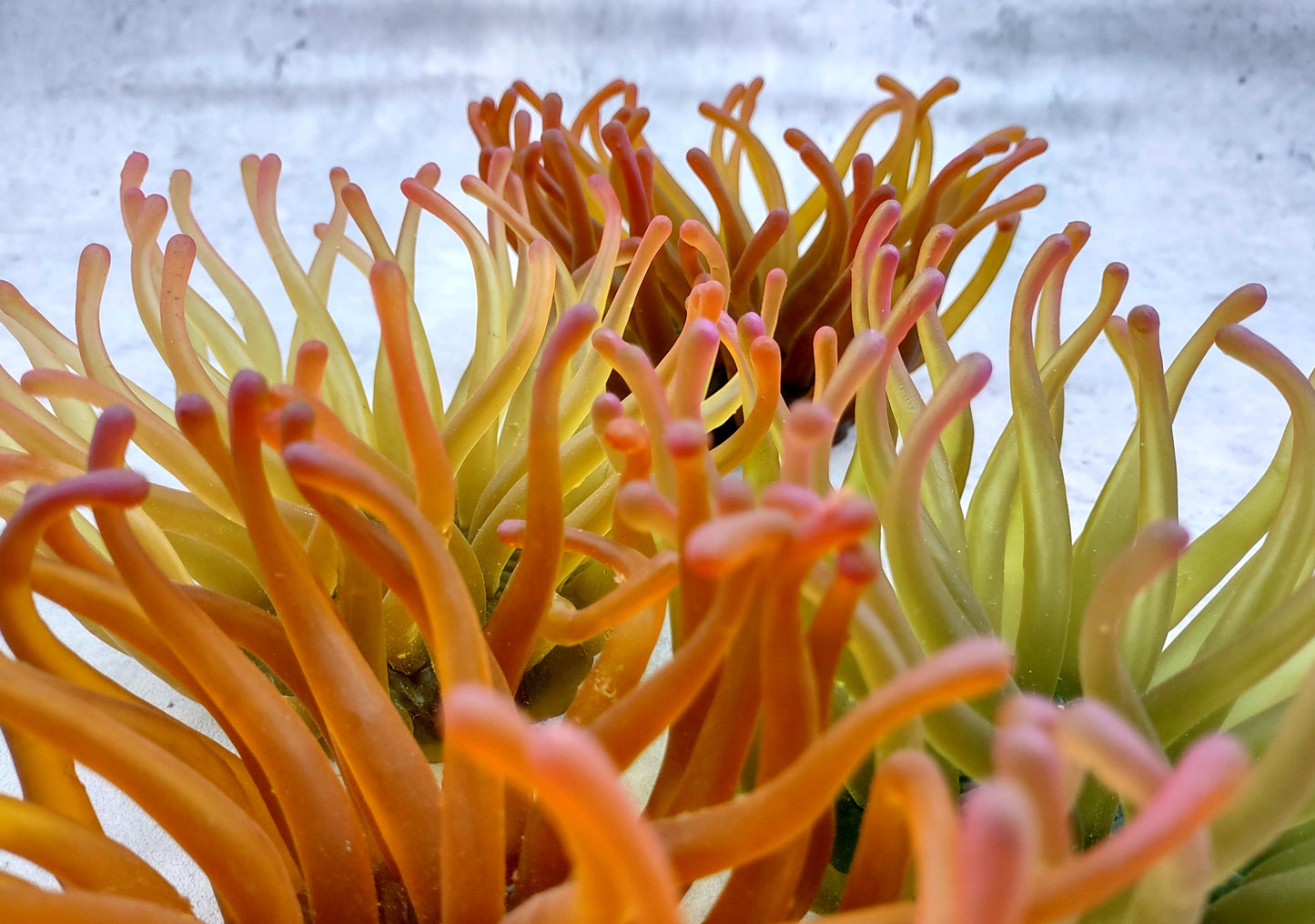 Aqua FAUX Anemone - Condylactis Gigantea - (1 FAUX Anemone approx. 5Wx4Dx5T inches). green ombre fake anemone with pink tipped tentacles. Copyright 2024 SeaShellSupply.com.