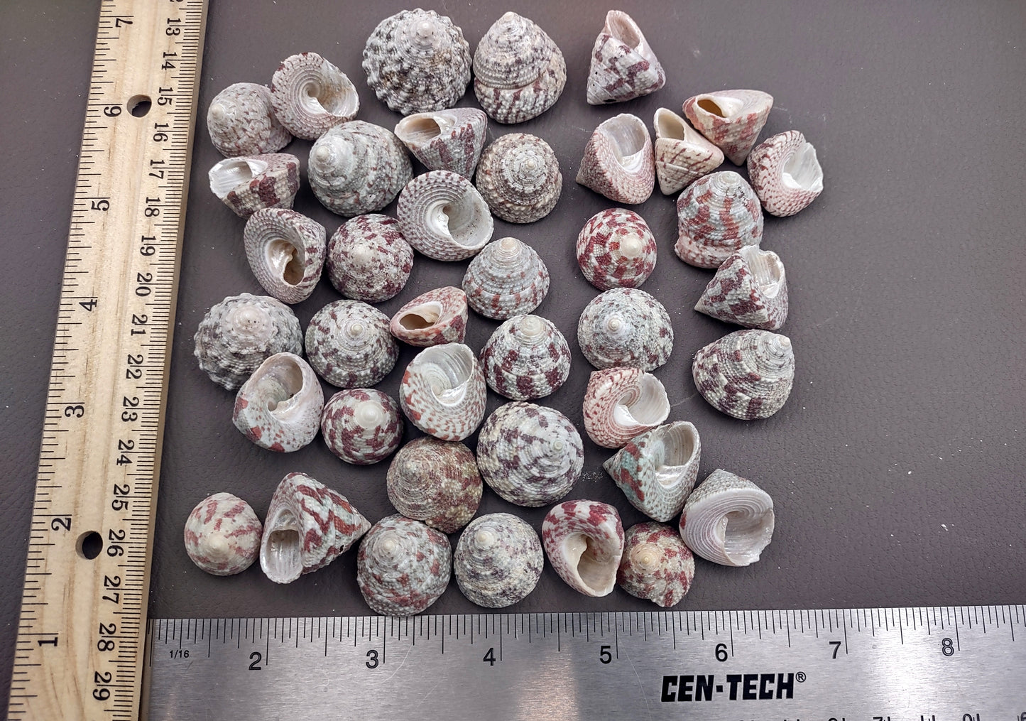 Christmas Tree Top Shells - Trochus Radiatus - (10 shells approx. .5-1 inches). Different shades of Orange and Teal shells in pile. Copyright 2024 SeaShellSupply.com.