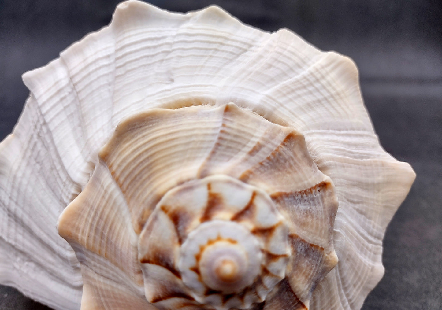 Image of large gorgeous Left Handed Streaked Knobbed Whelk. Ranging in color from creamy tan to gray and even purple. Copyright 2024 SeashellSupply.com