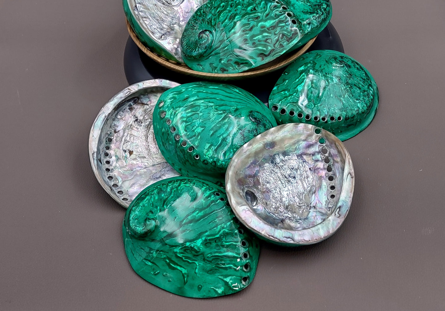 Polished Green Midas Abalone - Haliotis Midae - (1 shell approx. 5-6 inches). One pretty flat multi shaded green wide shell. Copyright 2022 SeaShellSupply.com.