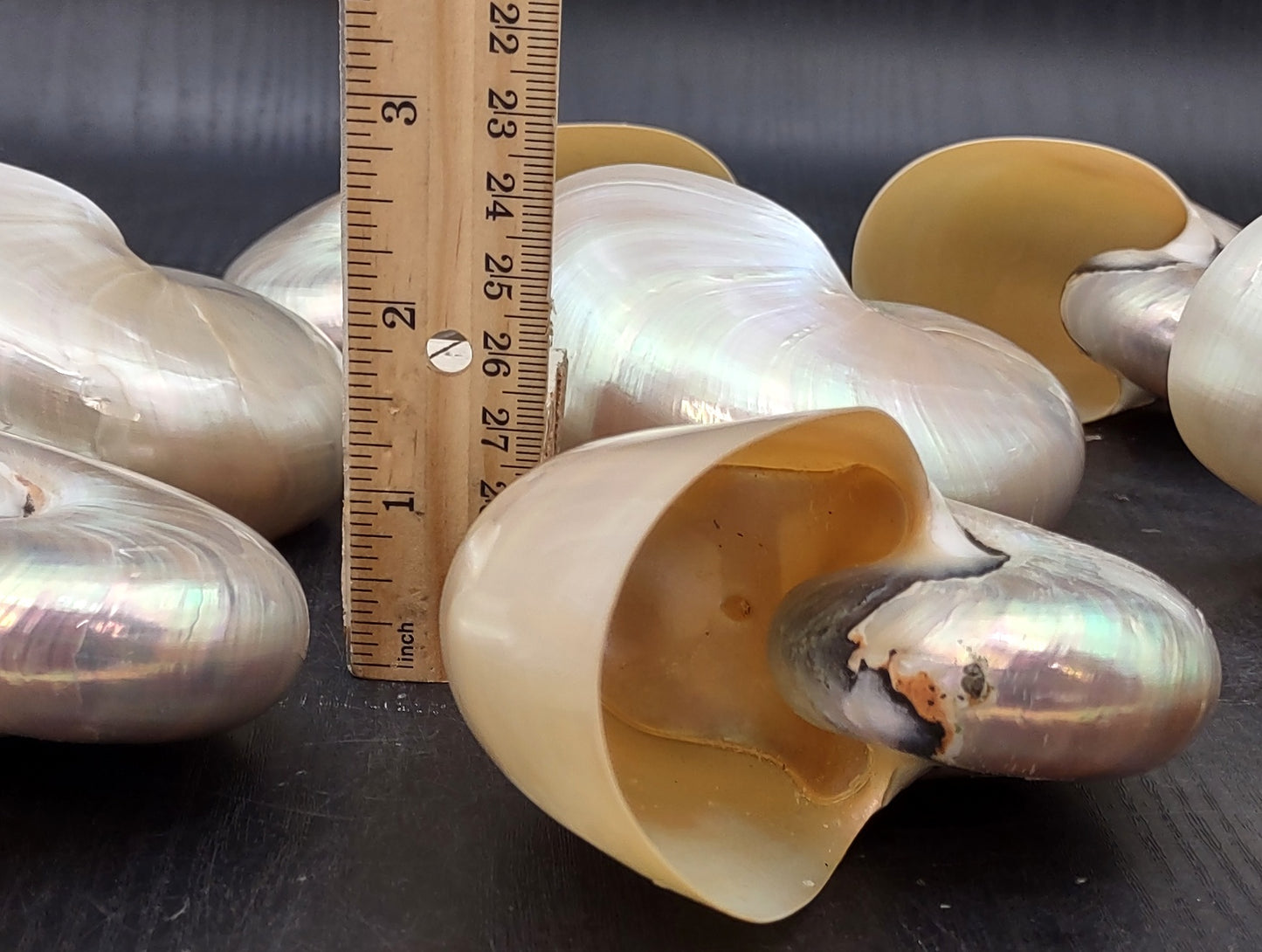 Baby Pearl Nautilus Seashell (4-5") - Nautilus Pompilius