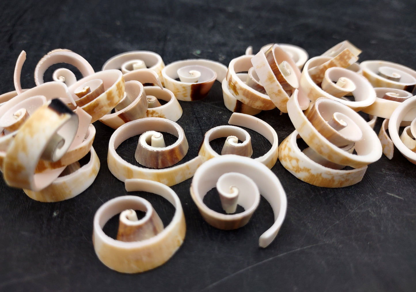 Swirl Cut Strombus Seashell Strombus Luhuanus (15 shell slices approx. .75+ inches) Copyright 2024 SeashellSupply.com