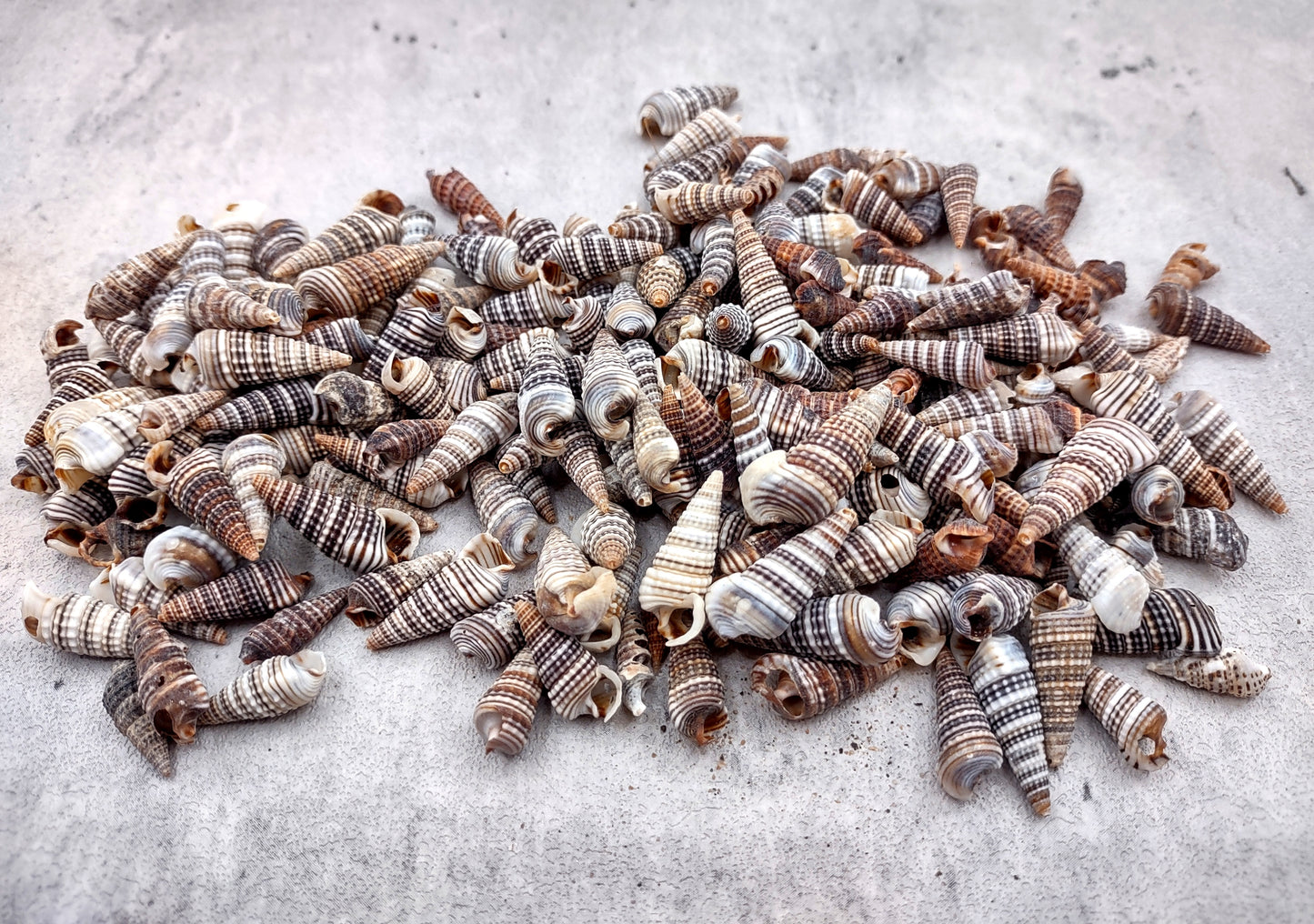 Cerithium Molniferus Seashells (approx. 190-200 pcs.). Multiple striped cone shaped shells in pile. Copyright 2024 SeaShellSupply.com.