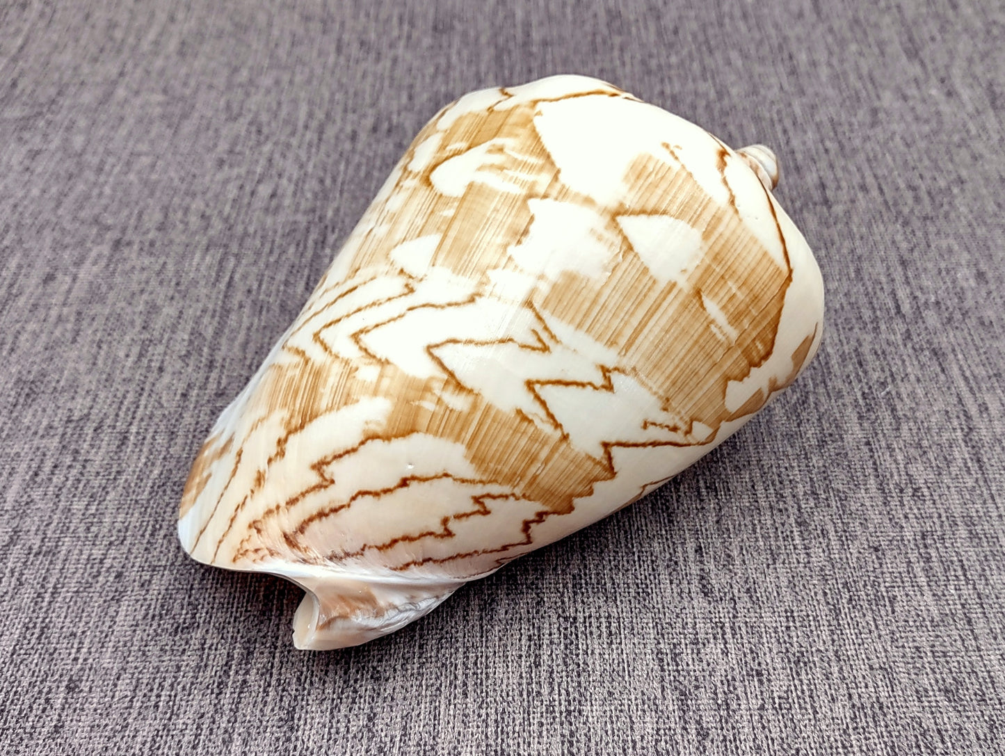 Noble Volute Seashell Voluta Nobilis (1 shell approx. 6+ inches) Perfect shells for coastal crafting decor & collections! One white shell with different tan designs on it and a wide opening. Copyright 2022 SeaShellSupply.com.