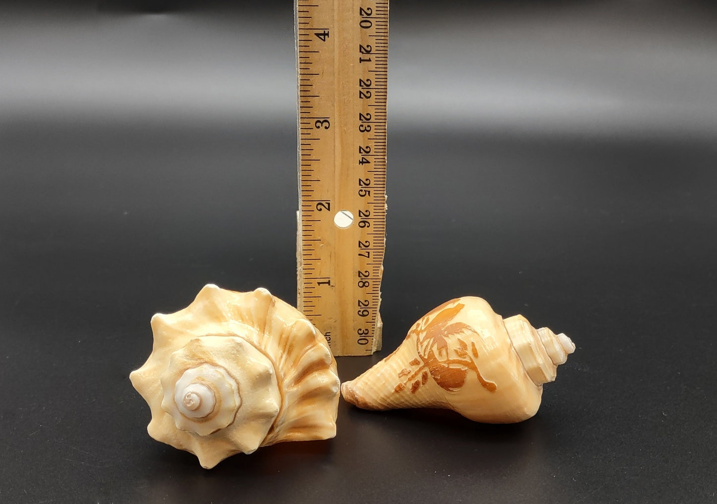 Carved Conch Shell Love Birds (1 shell approx. 3+ inches) Conch shells for coastal crafting display & collecting!