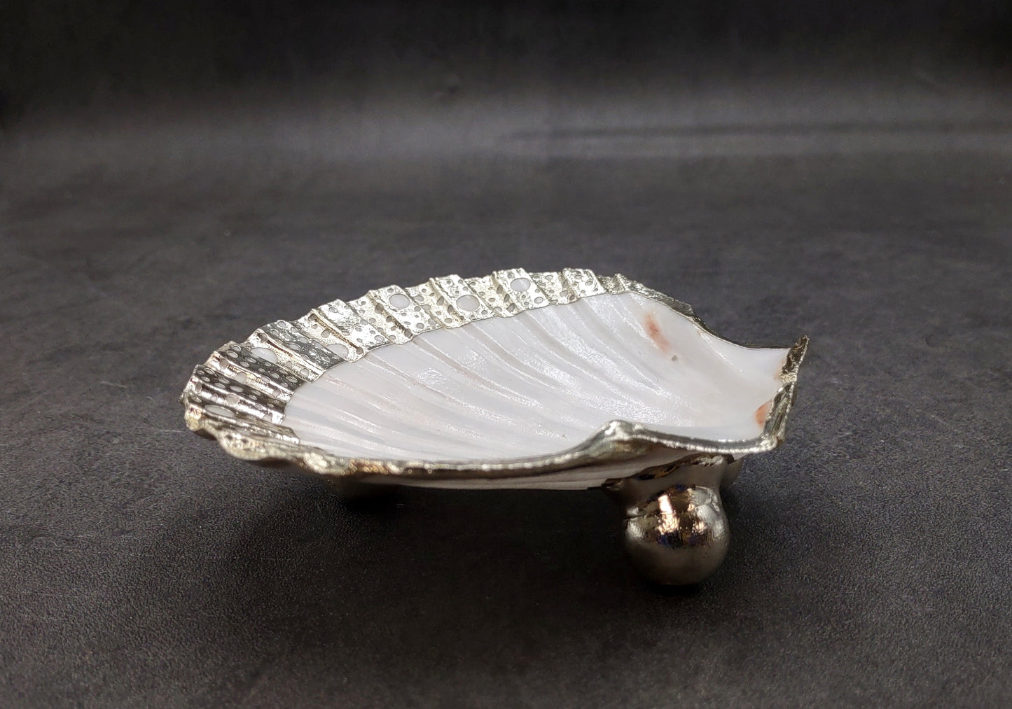 Silver Edged Scallop Seashell Dish Pecten Maximus (1 dish approx. 4.5+ inches) CIRCLE PATTERN scallop shell dish for a coastal home!
