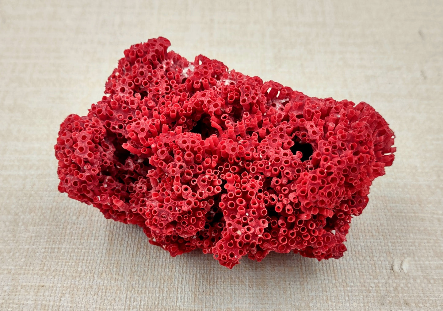 Red Pipe Organ Coral Tubipora Musica (1 coral approx. 3+ inches) Copyright 2024 SeashellSupply.com