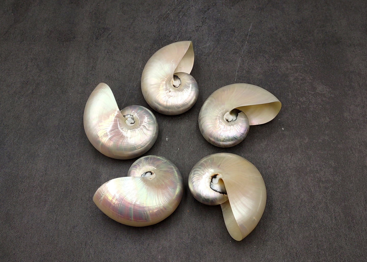 Pearlized Nautilus Seashell Polished Nautilus Pompilius (1 shell approx. 3+ inches) Pearlized Nautilus Shell for display decor & collecting!
