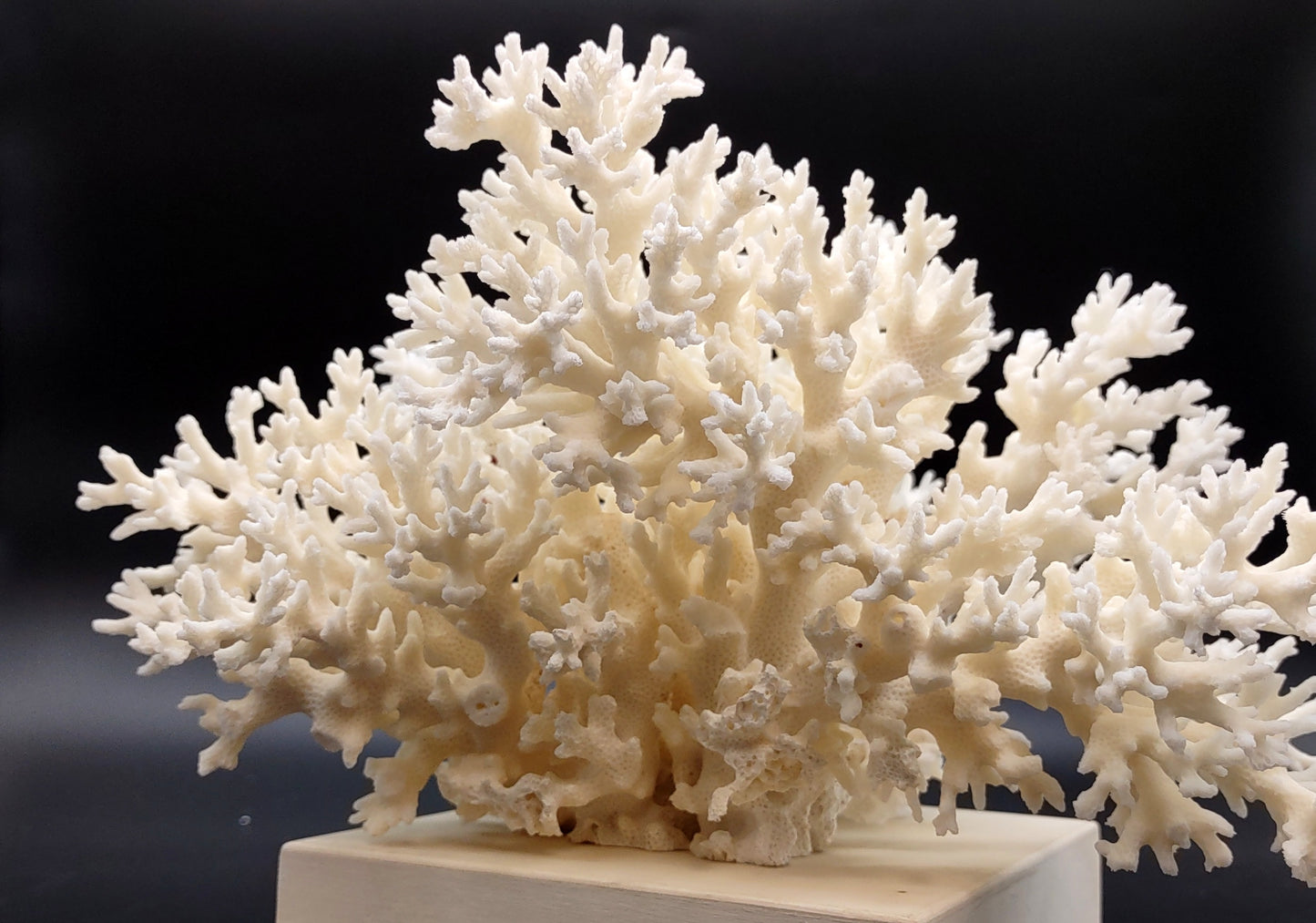 White Lace Coral Large Cluster Pocillopora Damicornis (1 coral approx. 9L x 5.5H X 8D inches) Unique Addition to Any Nautical Display!