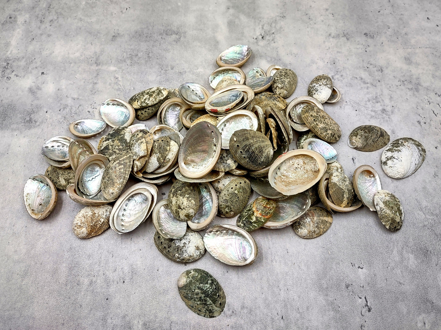 Mini Baby Abalone Green and Silver Seashells (Approx. half pound 85+ shells 1+ inch) Small shells ideal for jewelry art crafts & collecting! Grouping of brown and grey ocean-kissed abalone shells. Copy right 2024 SeaShellMart.com