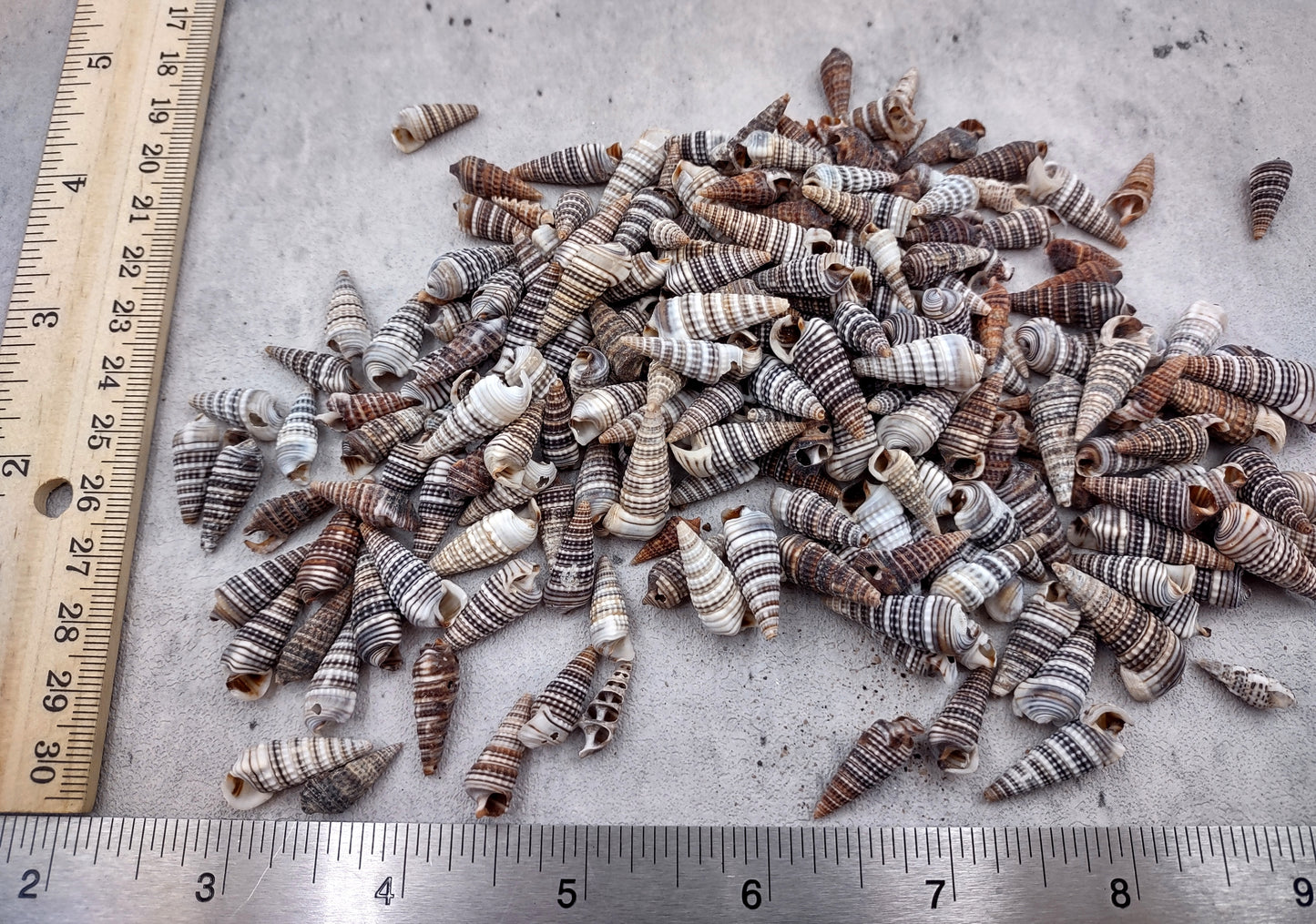 Cerithium Molniferus Seashells (approx. 190-200 pcs.). Multiple striped cone shaped shells in pile. Copyright 2024 SeaShellSupply.com.
